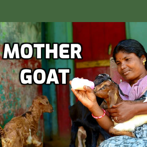 Mother Goat